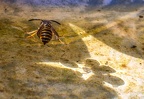 138-rhein sieg district - insects