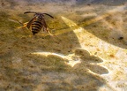 139-rhein sieg district - insects