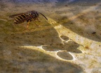 144-rhein sieg district - insects
