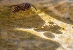 145-rhein sieg district - insects (610 visits) 145-rhein sieg district - insects