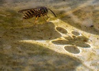 147-rhein sieg district - insects
