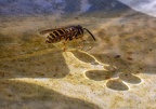 150-rhein sieg district - insects