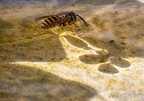 149-rhein sieg district - insects