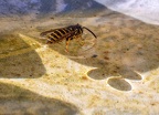 151-rhein sieg district - insects