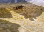 152-rhein sieg district - insects
