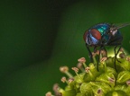 005-rhein sieg district - insects
