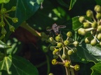 013-rhein sieg district - insects