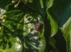 015-rhein sieg district - insects