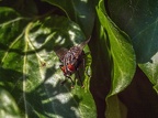 021-rhein sieg district - insects