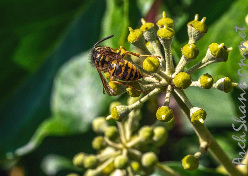 052-rhein sieg district - insects