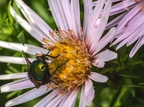 100-rhein sieg district - insects