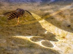 128-rhein sieg district - insects