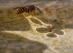 135-rhein sieg district - insects