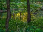 122-dortmund romberg park botanical garden