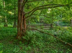 127-dortmund romberg park botanical garden