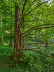 128-dortmund romberg park botanical garden