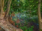153-dortmund romberg park botanical garden