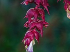 171-dortmund romberg park botanical garden