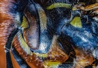 008-common wasp 1