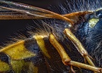 03-common wasp 3