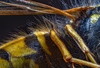 04-common wasp 3