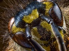 08-common wasp 3