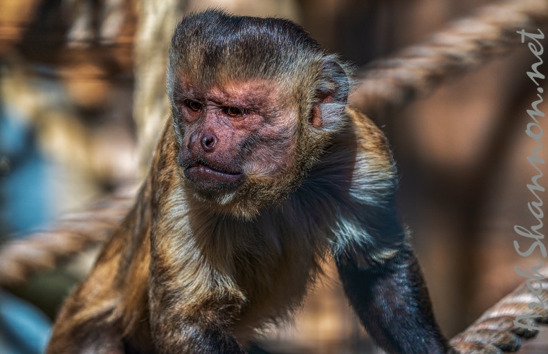 0435-zoo osnabrueck-capuchin monkey.jpg