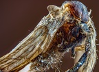 01-tiny fly and migratory locusts