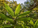 0419-dortmund romberg park botanical garden