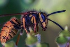 0028-rhein sieg district - insects