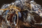 0071-tree bug and owl butterfly