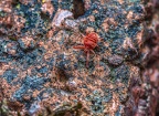 088-red velvet mite