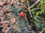 101-red velvet mite