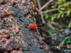 105-red velvet mite