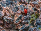 021-red velvet mite