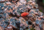 044-red velvet mite