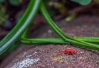 0107-red velvet mite