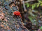 0131-red velvet mite