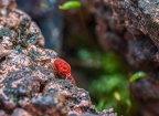 0156-red velvet mite