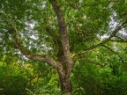 152-dortmund romberg park botanical garden