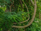 177-dortmund romberg park botanical garden