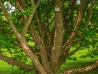 180-dortmund romberg park botanical garden