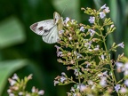 007-whiting butterfly-pieridae
