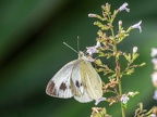 014-whiting butterfly-pieridae