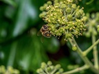 030-honey bee