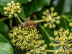 031-honey bee