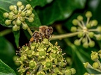 033-honey bee