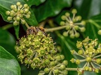 035-honey bee