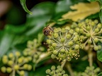 039-honey bee