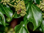 041-honey bee